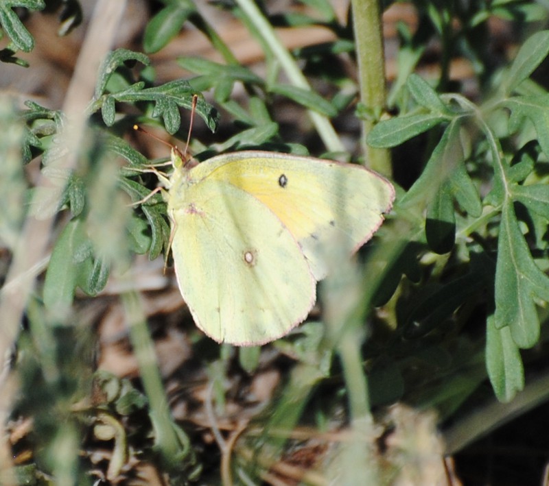 ID-USA-lepidotteri-Colias